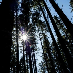 Wald bei blauem Himmel und Sonnenschein