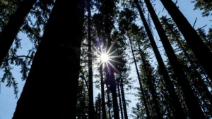 Wald bei blauem Himmel und Sonnenschein