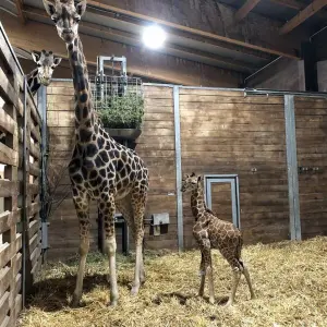 Giraffen-Baby im Leipziger Zoo