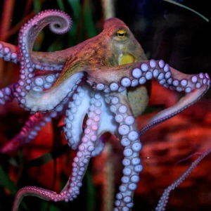 Oktopus