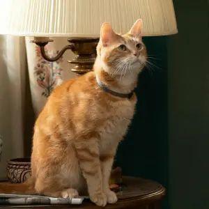 Die besten Katzen-Szenen: 6 preisverdächtige Filmszenen mit Samtpfoten