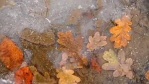 Herbslaub in einer zugefrorenen Regenpfütze