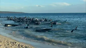 Gestrandete Wale in Australien