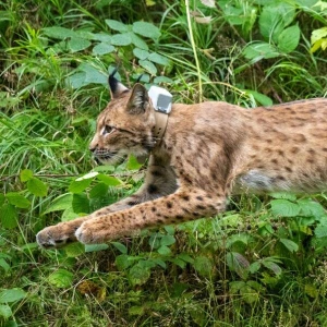 Luchs Anton