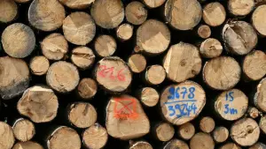 Holzernte im Thüringer Wald