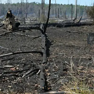 Nach Waldbrand in Jüterbog