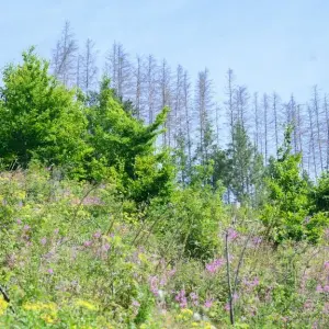 Waldsterben im Harz