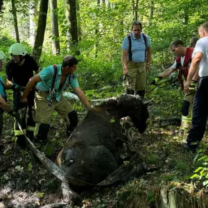 Feuerwehr zieht Pferd mit Löschschlauch aus Schlamm