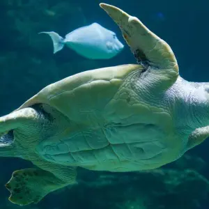 Umweltschützer: Meeresschildkröten legen Eier früher ab
