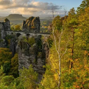 Waldwildnis in Sachsen