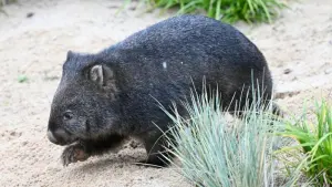Wilhelma hat jetzt Nacktnasenwombats