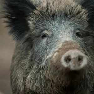 Wildschwein