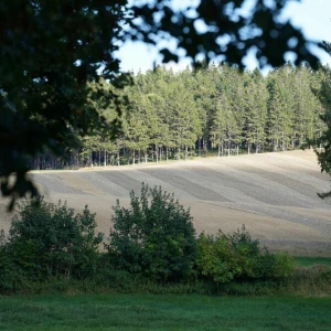 Wald in Schleswig-Holstein