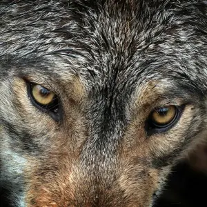 Ein Wolf