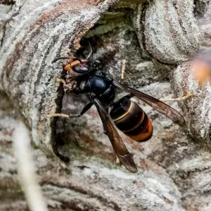 Gefahr für Bienen: Asiatische Hornisse