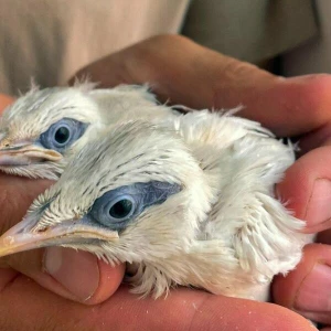 Seltener Vogel-Nachwuchs im Heidelberger Zoo