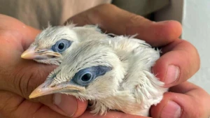 Seltener Vogel-Nachwuchs im Heidelberger Zoo