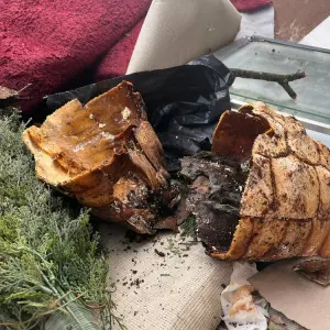 Erneut tote Schildkröte gefunden