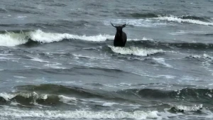 Elch steht in der Ostsee nahe Ahlbeck