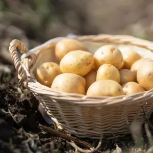 Kartoffelernte in Thüringen