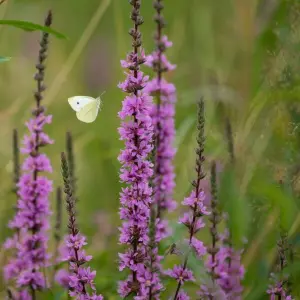 Kohlweißling fliegt an einem Blutweiderich (Lythrum salicaria)