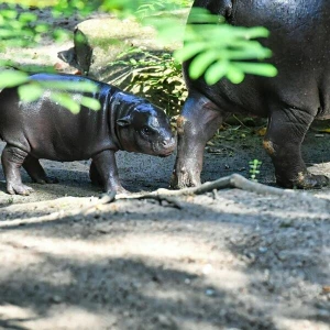 Mini-Hippo im Berliner Zoo zeigt sich der Öffentlichkeit