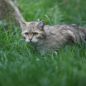 Wildkatze