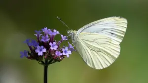Schmetterlings-Zählaktion des Nabu