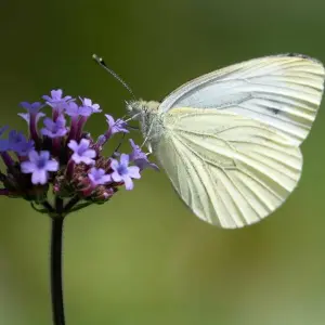 Schmetterlings-Zählaktion des Nabu