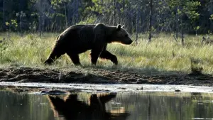 Bärenjagd in Schweden beginnt