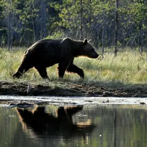 Bärenjagd in Schweden beginnt