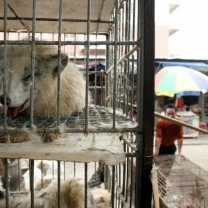 Marderhunde in China