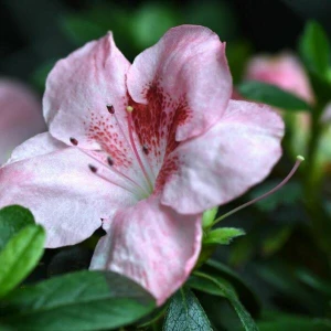 Zimmer-Azalee (Rhododendron simsii)