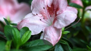 Zimmer-Azalee (Rhododendron simsii)