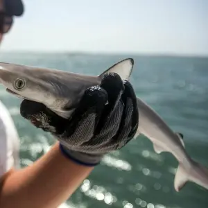 Vor Brasiliens Küste: Scharfnasenhaie auf Kokain