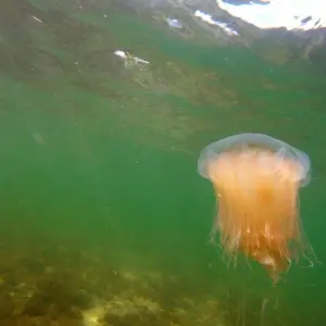 Eine Feuerqualle schwimmt in der Ostsee