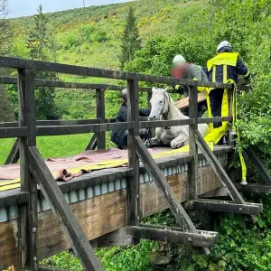 Pferd bricht in hölzerne Fußgängerbrücke ein