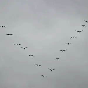 Zugvögel