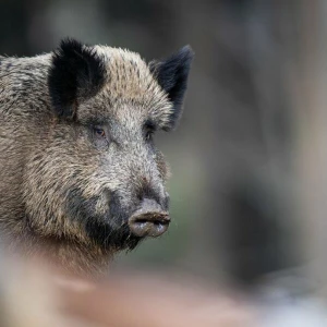 In Hessen wurde wieder mehr Wild erlegt