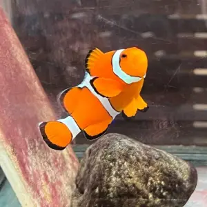 Nemo und die Folgen: Hype um Clownfische