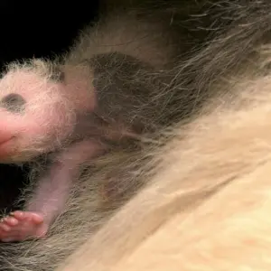 Panda-Nachwuchs im Zoo