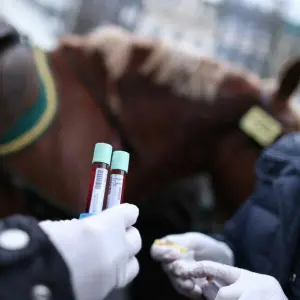 Nach Rosenmontagszug: Blutproben von drei Pferden auffällig