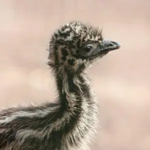 Emu-Küken im Tierpark Chemnitz