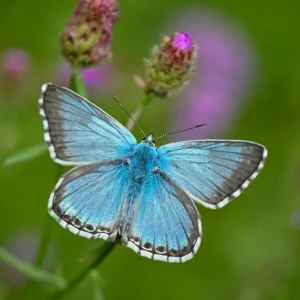 Schmetterling der Art Bläuling