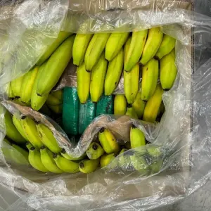 Ermittler finden halbe Tonne Kokain in Bananenkisten im Kreis Gie