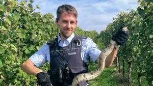 Kaiserboa in den Weinbergen entdeckt