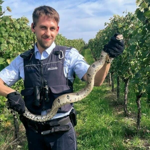 Kaiserboa in den Weinbergen entdeckt