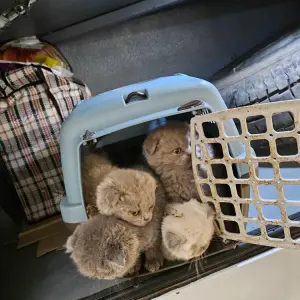Katzenbabys in Reisebus sichergestellt