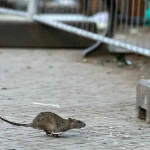 Rattenplage