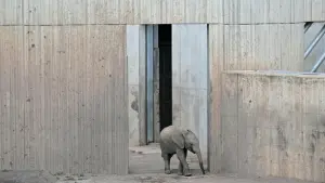 Elefantenkalb Ayoka feiert Geburtstag im Zoopark